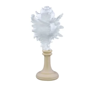 Decorazione Conchiglia bianca con base